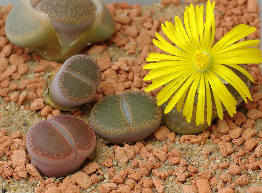 Lithops (Lithops)