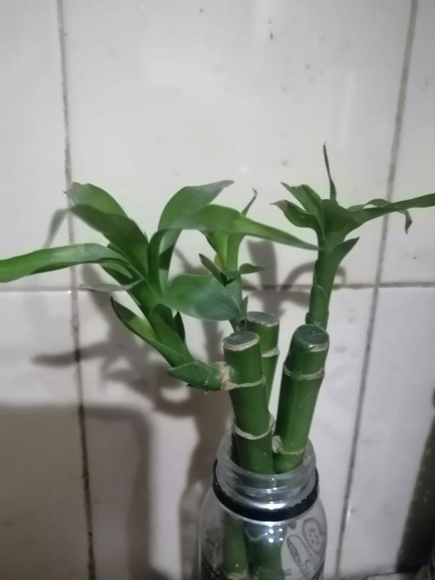 Bambou de la chance (Dracaena sanderiana)