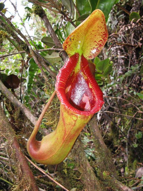 Népenthès (Nepenthes)
