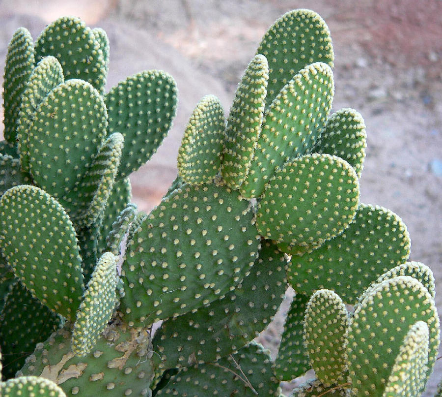 Cactus raquette (Opuntia microdasys)