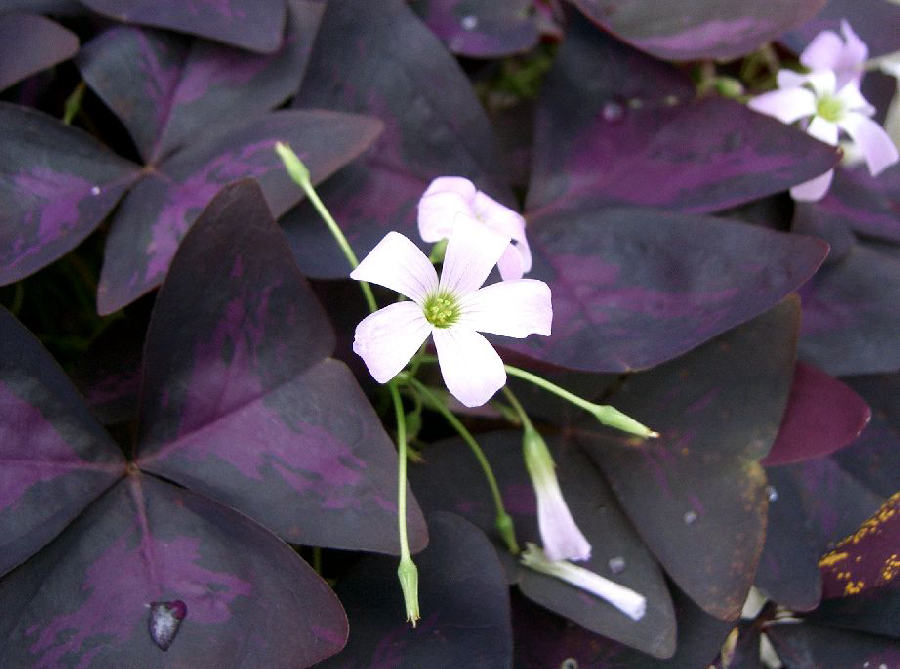 Oxalis pourpre (Oxalis triangularis)