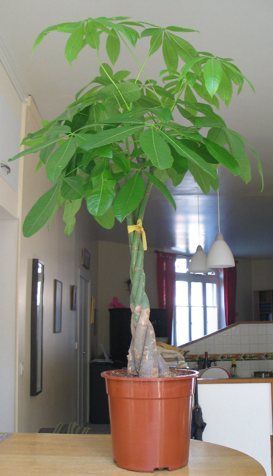 Pachira (Pachira aquatica)