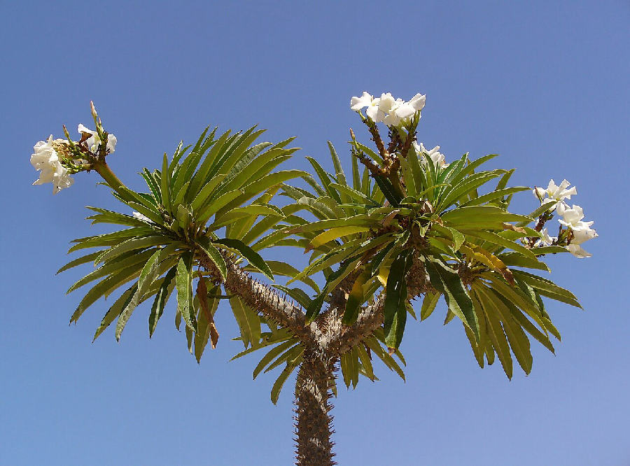 Palmier de Madagascar (Pachypodium lamerei)