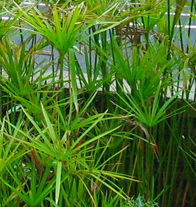 Papyrus (Cyperus alternifolius)