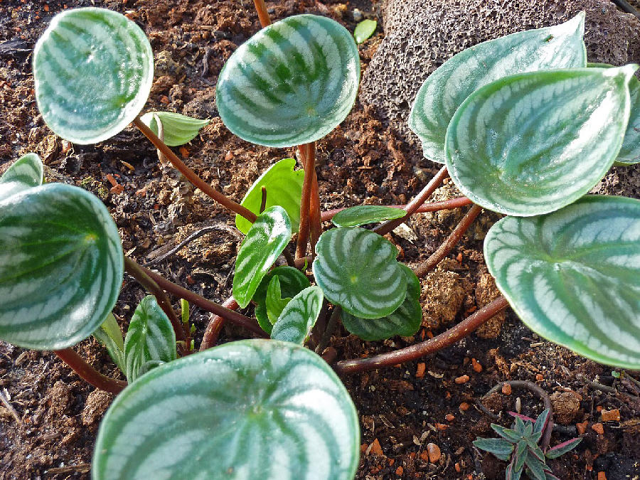 Peperomia pastèque (Peperomia argyreia)