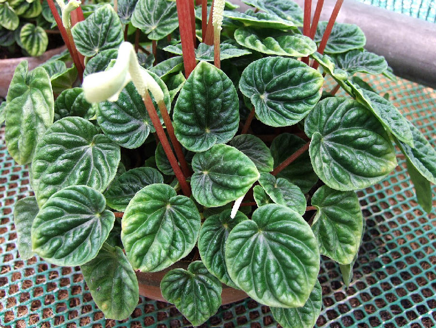Peperomia caperata (Peperomia caperata)