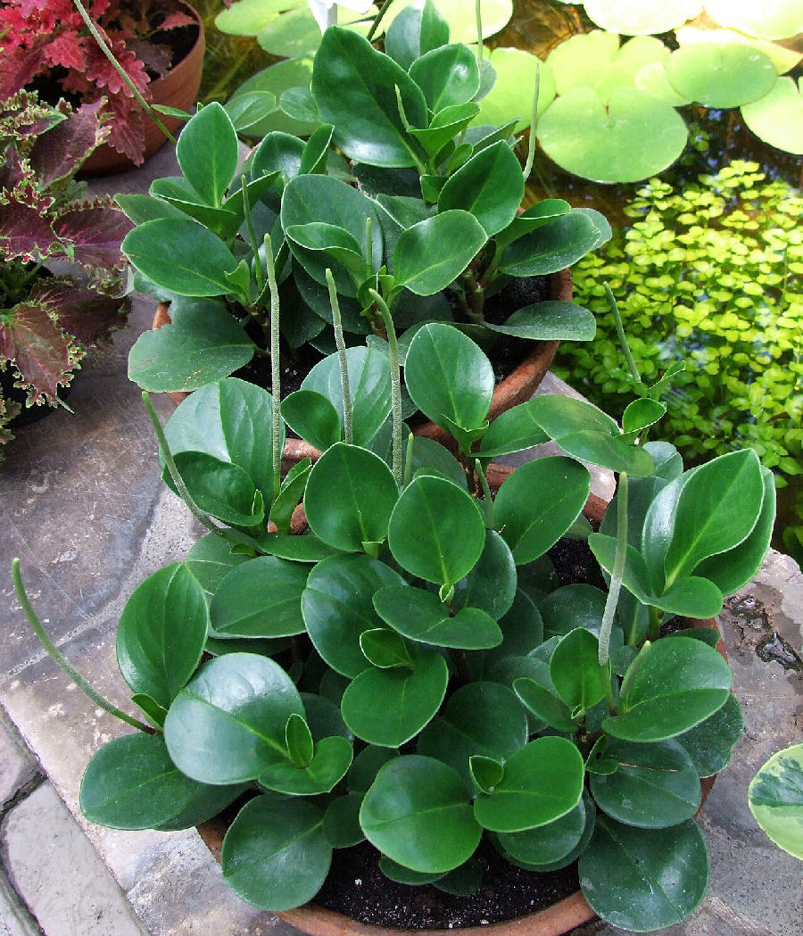 Peperomia (Peperomia obtusifolia)