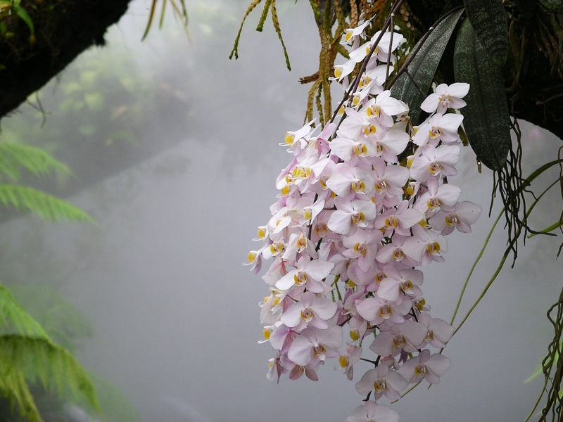 Orchidée (Phalaenopsis)