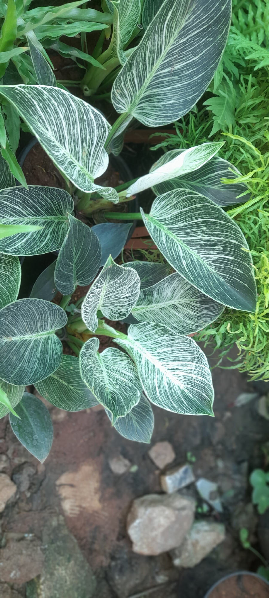 Philodendron Birkin (Philodendron Birkin)