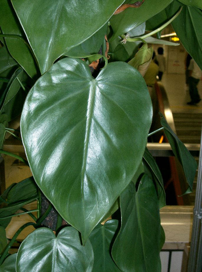 Heartleaf philodendron (Philodendron hederaceum)