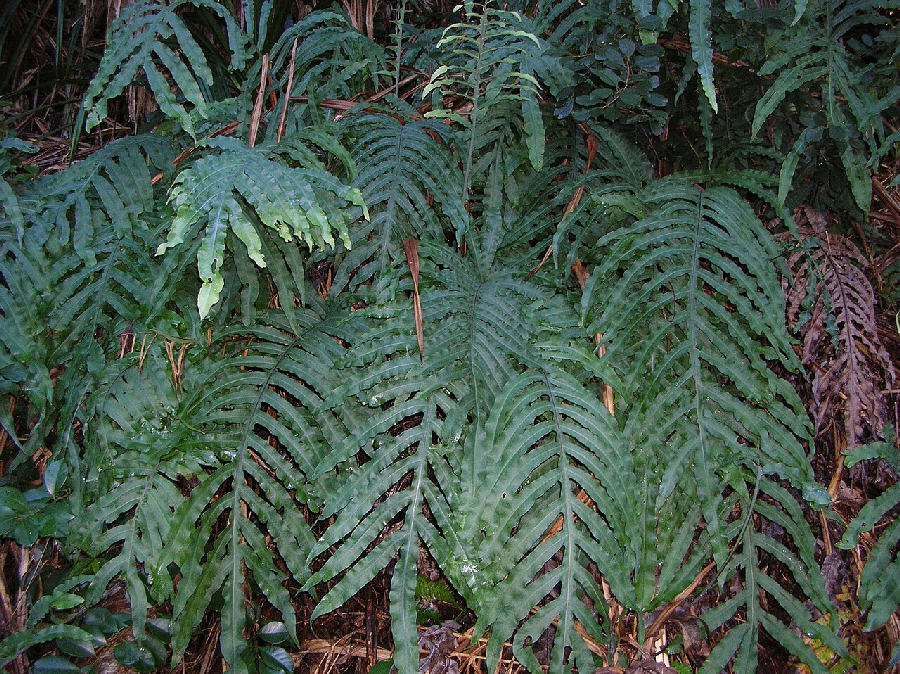 Fougère bleue (Phlebodium aureum)