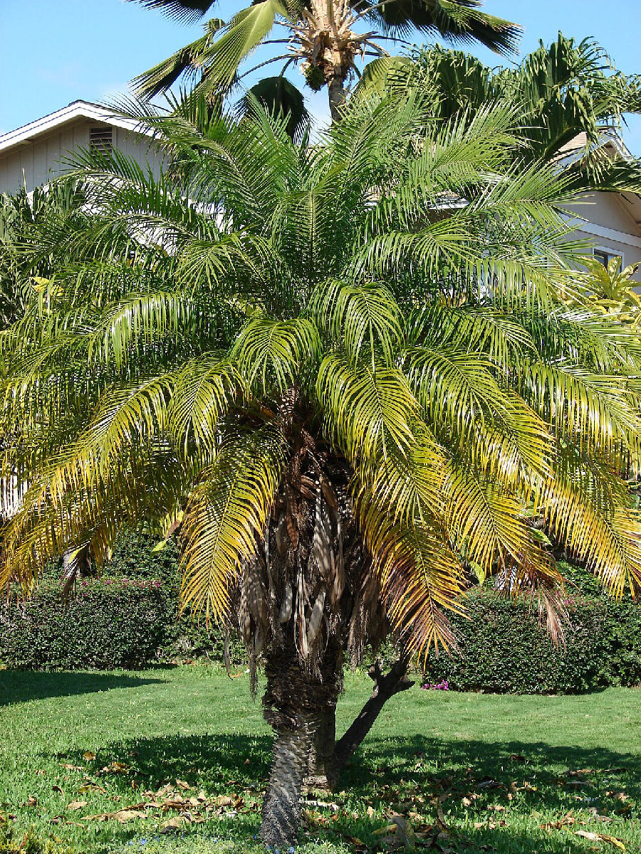 Pygmy date palm (Phoenix roebelenii)