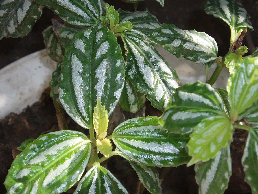 Aluminium plant (Pilea cadierei)
