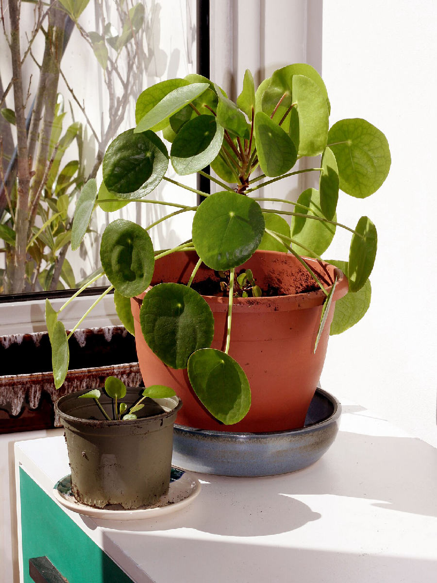 Pilea (Pilea peperomioides)