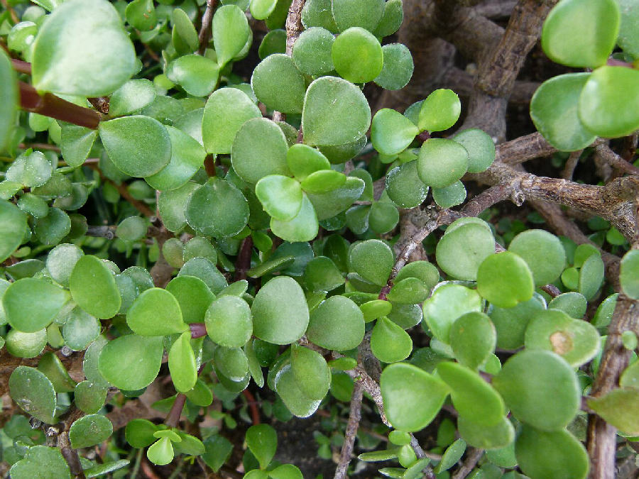 Arbre de jade nain (Portulacaria afra)