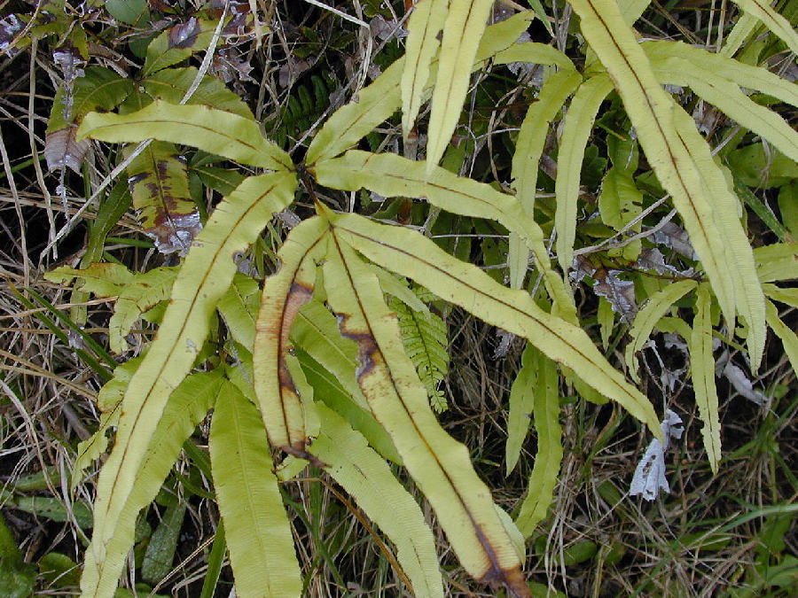 Cretan brake fern (Pteris cretica)