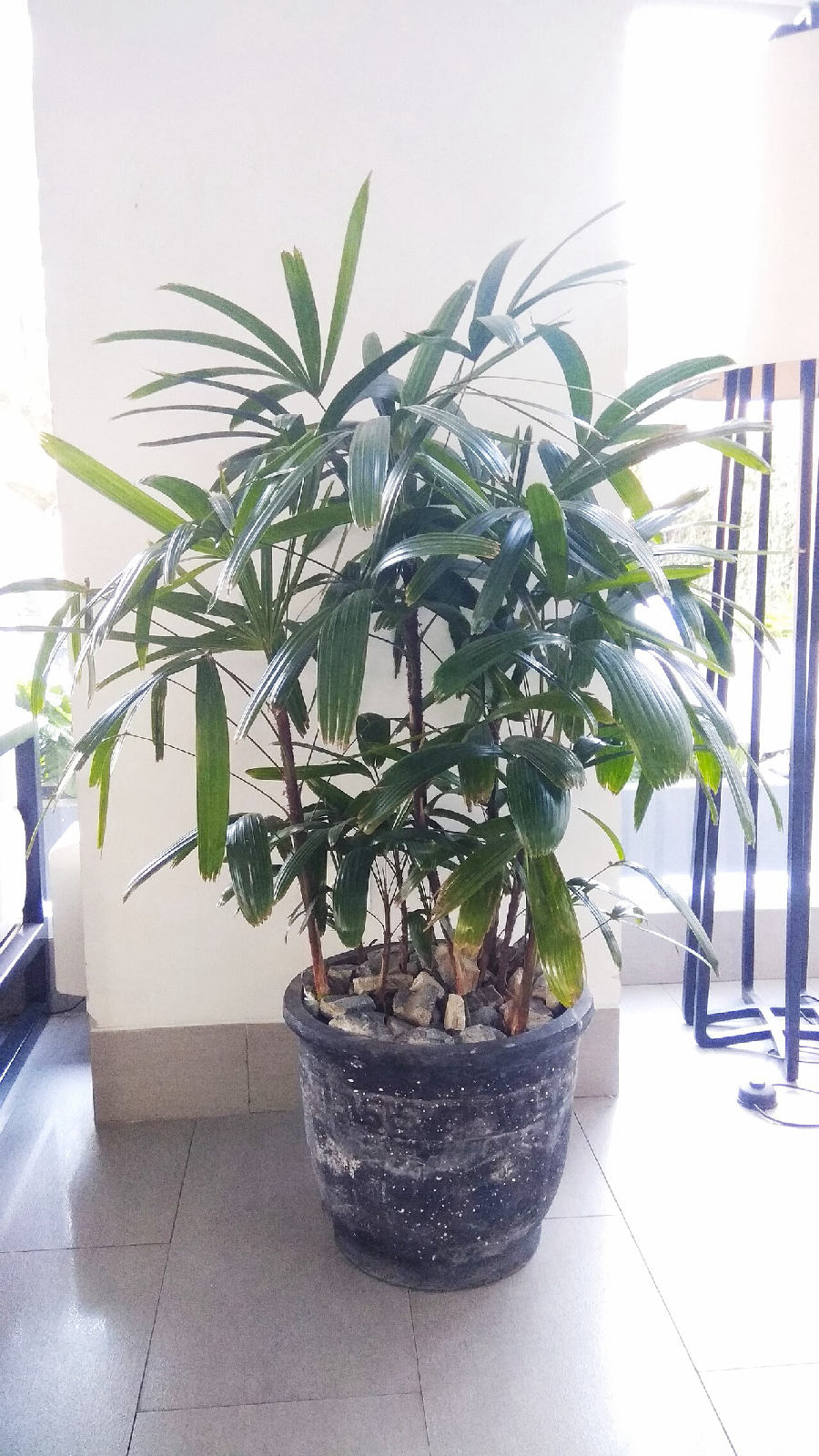 Palmier bambou (Rhapis excelsa)