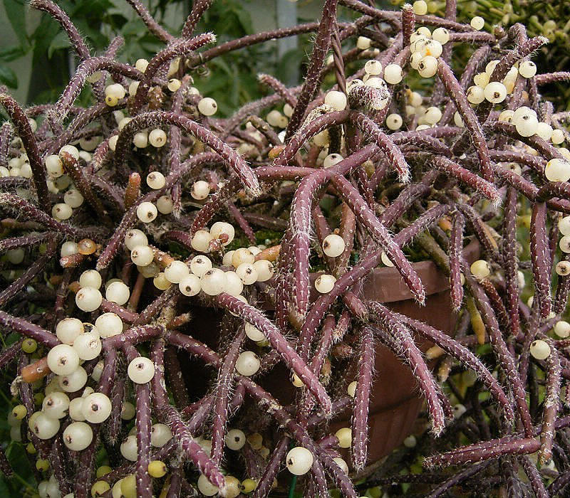Rhipsalis (Rhipsalis baccifera)