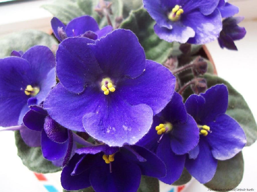Violette africaine (Streptocarpus ionanthus)