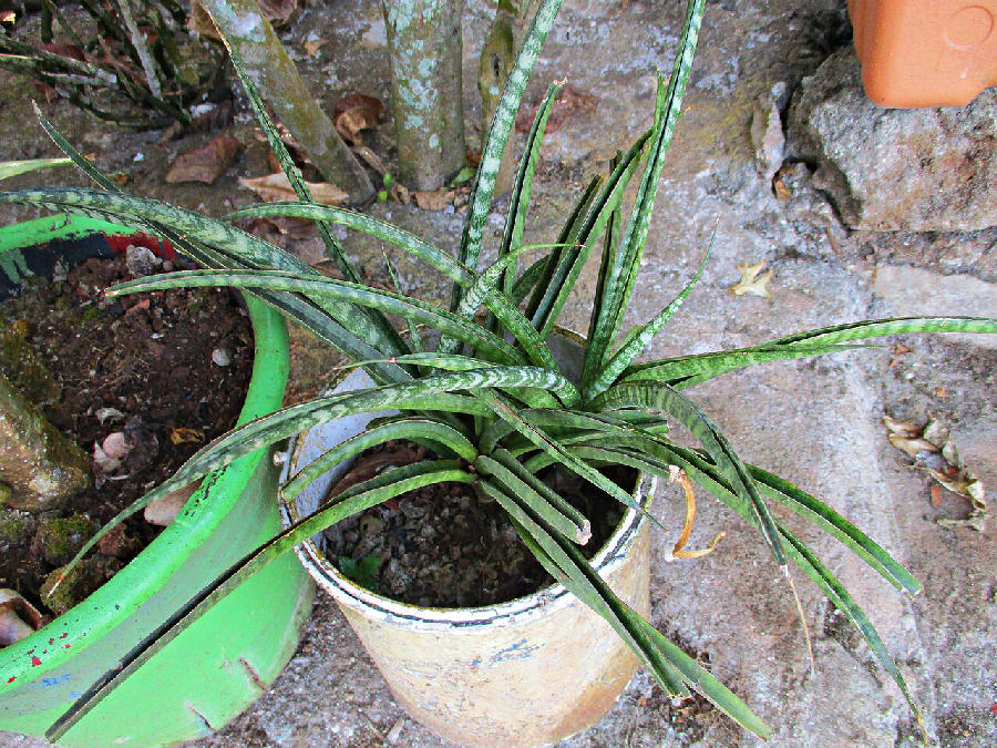 Cylindrical snake plant (Dracaena angolensis)