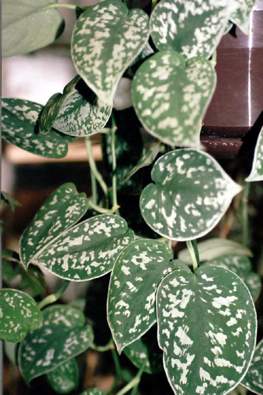 Satin pothos (Scindapsus pictus)