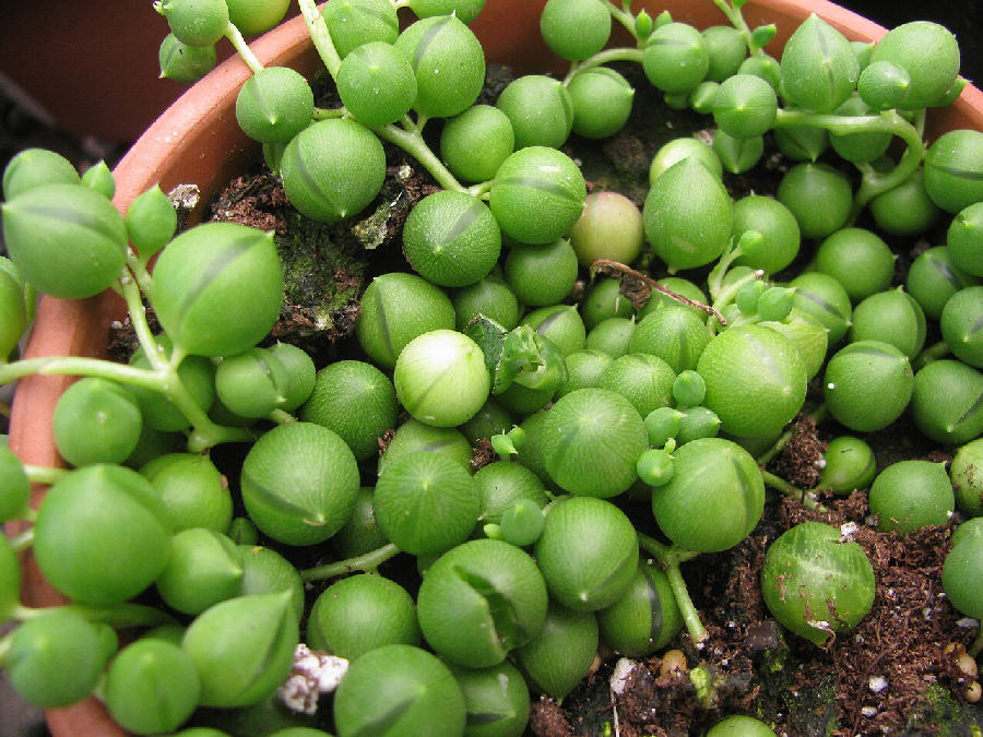 Collier de perles (Curio rowleyanus)