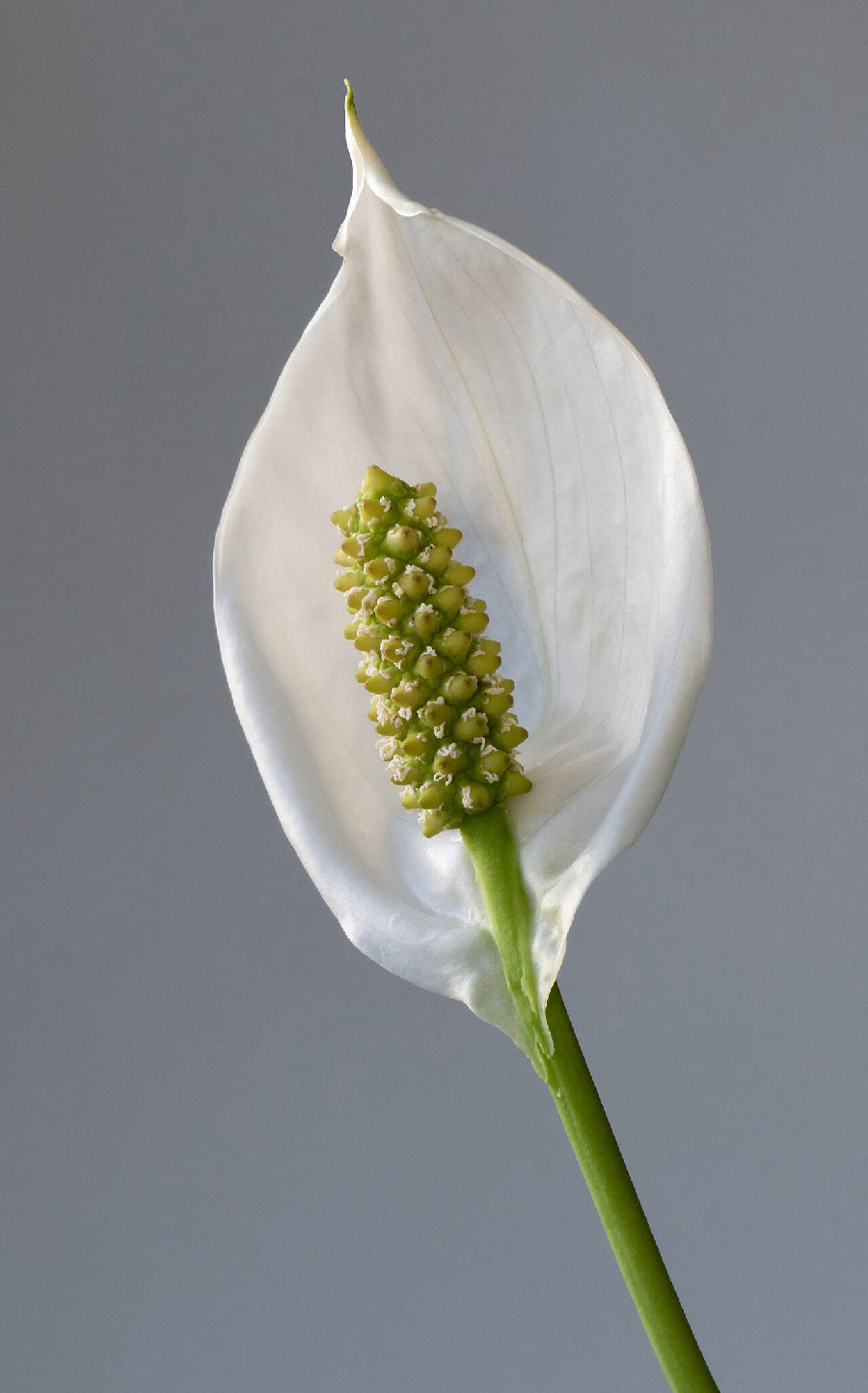 Fleur de lune (Spathiphyllum wallisii)
