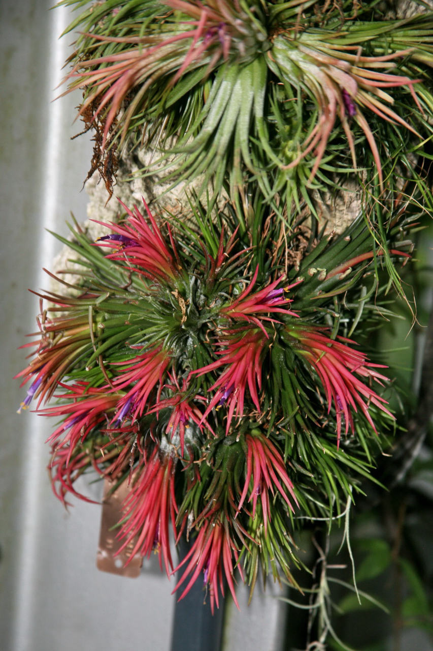 Fille de l'air (Tillandsia)
