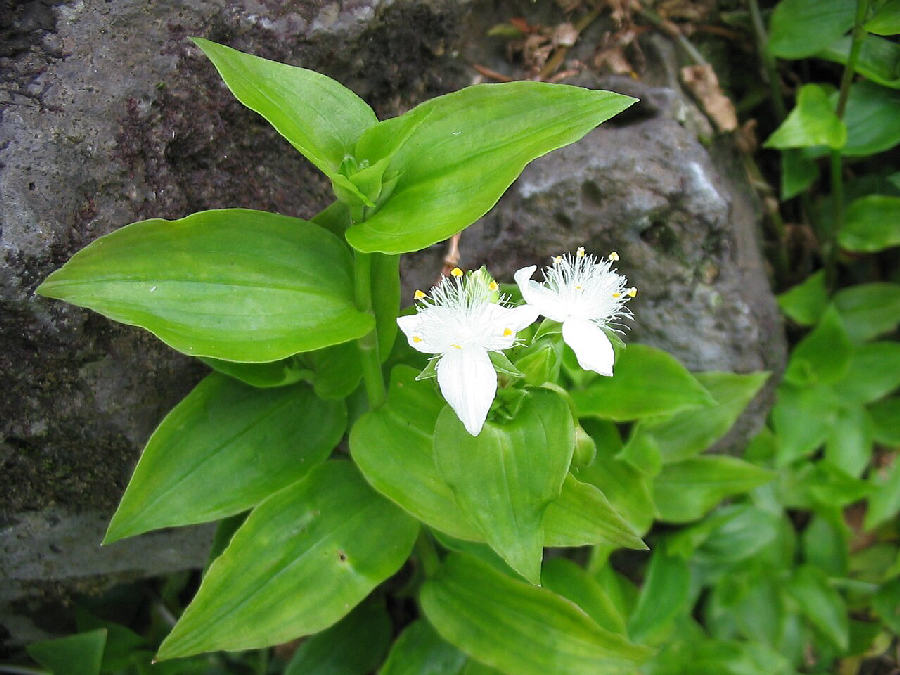 Tradescantia Nanouk (Tradescantia albiflora)