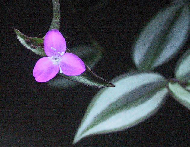 Misère (Tradescantia zebrina)