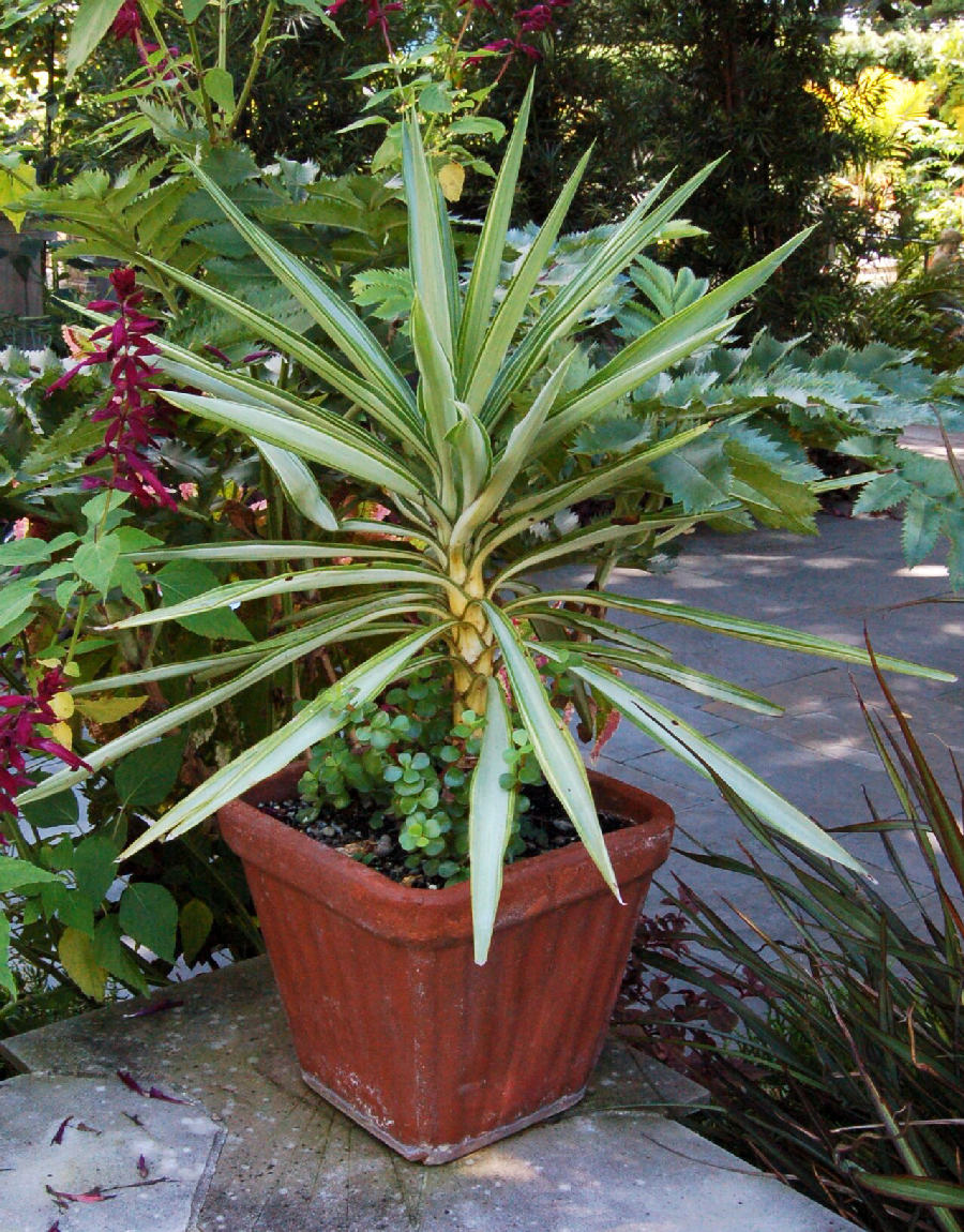 Yucca (Yucca gigantea)
